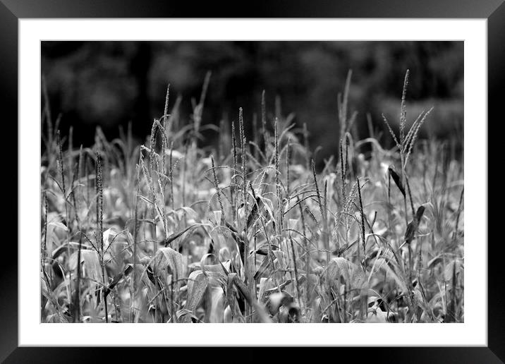 Wheat Field in Black and White Framed Mounted Print by Susan Snow