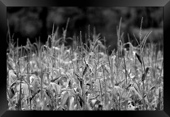 Wheat Field in Black and White Framed Print by Susan Snow