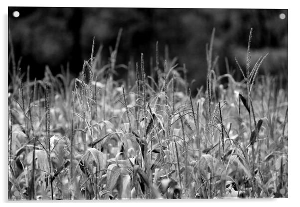 Wheat Field in Black and White Acrylic by Susan Snow