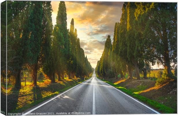 Bolgheri tree lined boulevard. Tuscany Canvas Print by Stefano Orazzini