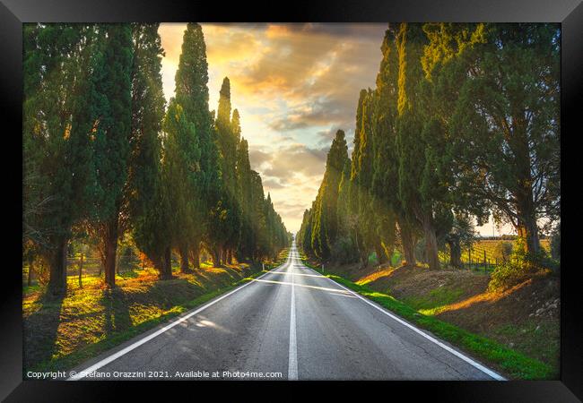 Bolgheri tree lined boulevard. Tuscany Framed Print by Stefano Orazzini