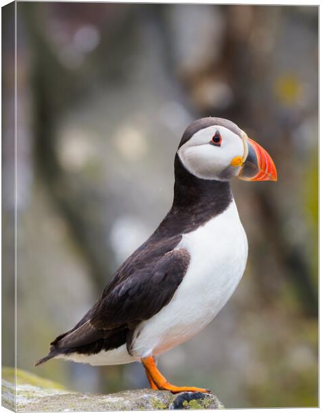 Majestic Atlantic Puffin on Isle Of May Canvas Print by Tommy Dickson