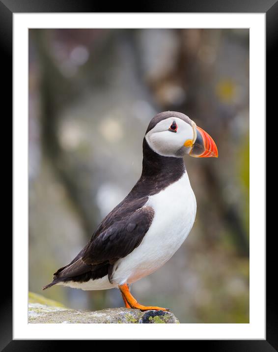 Majestic Atlantic Puffin on Isle Of May Framed Mounted Print by Tommy Dickson