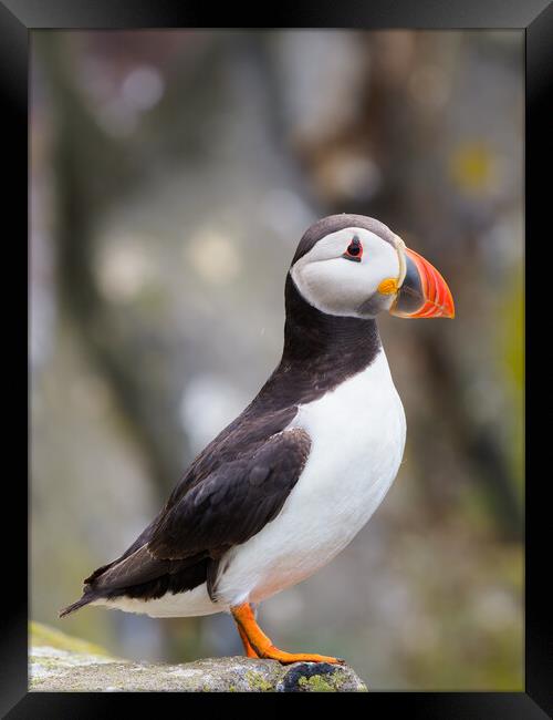 Majestic Atlantic Puffin on Isle Of May Framed Print by Tommy Dickson