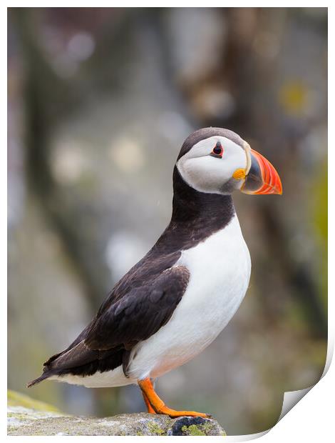 Majestic Atlantic Puffin on Isle Of May Print by Tommy Dickson
