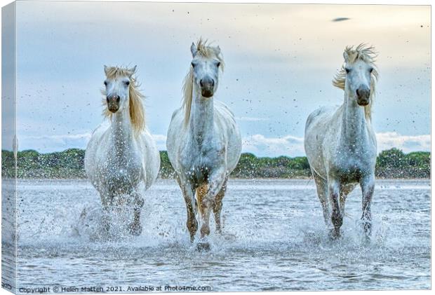 Three Camargue Wild white water Horses Canvas Print by Helkoryo Photography