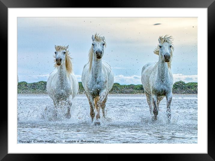 Three Camargue Wild white water Horses Framed Mounted Print by Helkoryo Photography