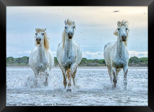 Three Camargue Wild white water Horses Framed Print by Helkoryo Photography