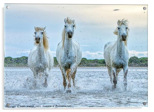 Three Camargue Wild white water Horses Acrylic by Helkoryo Photography
