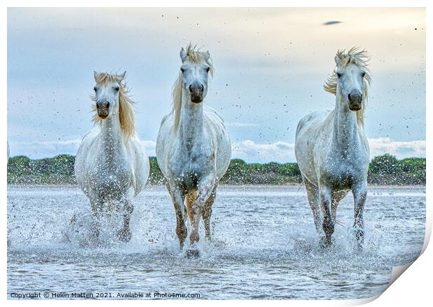 Three Camargue Wild white water Horses Print by Helkoryo Photography