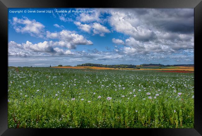 Fields of Painkillers Framed Print by Derek Daniel