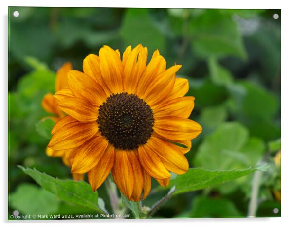 Sunflower Power Acrylic by Mark Ward