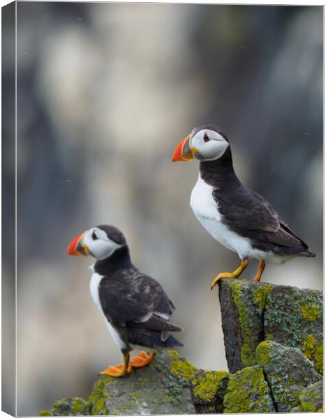 Isle Of May Puffins.  Canvas Print by Tommy Dickson