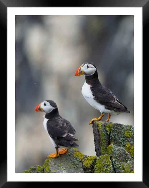 Isle Of May Puffins.  Framed Mounted Print by Tommy Dickson