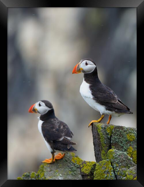 Isle Of May Puffins.  Framed Print by Tommy Dickson