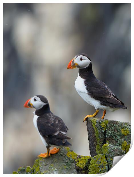 Isle Of May Puffins.  Print by Tommy Dickson