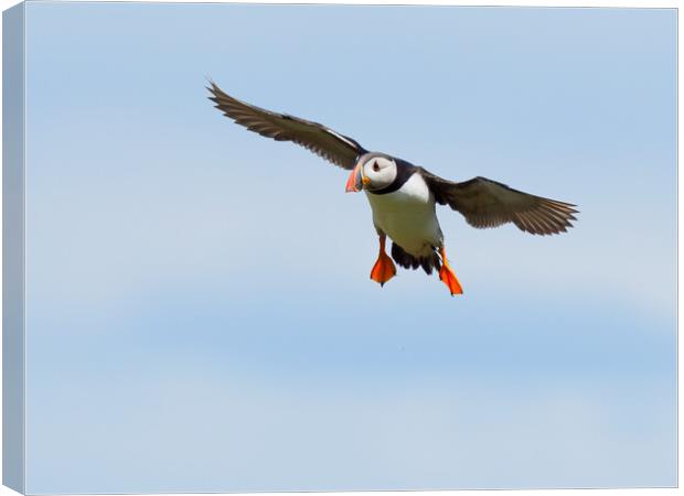 Atlantic Puffin Landing Canvas Print by Tommy Dickson