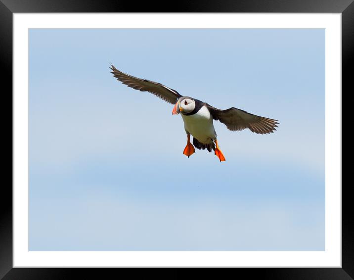 Atlantic Puffin Landing Framed Mounted Print by Tommy Dickson