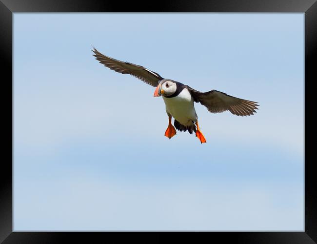 Atlantic Puffin Landing Framed Print by Tommy Dickson