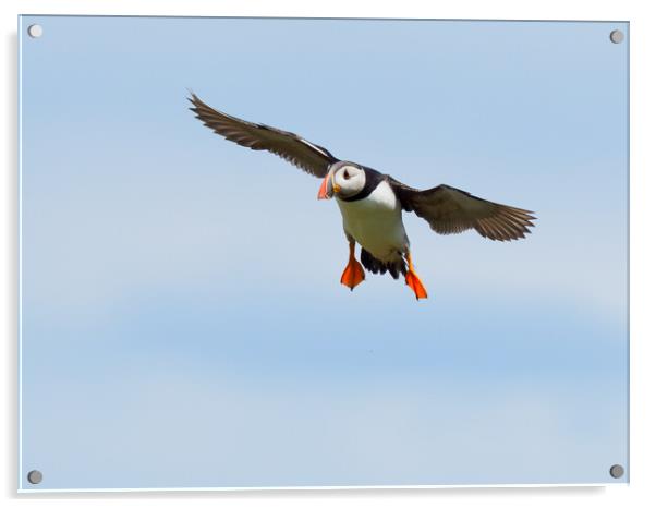 Atlantic Puffin Landing Acrylic by Tommy Dickson
