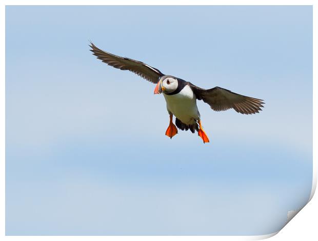 Atlantic Puffin Landing Print by Tommy Dickson