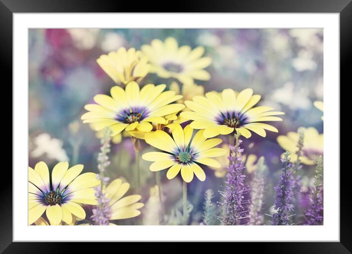 Blooming Framed Mounted Print by Sharon Johnstone