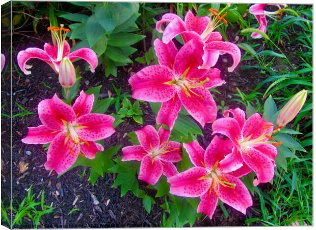 More Stargazer Lilies Canvas Print by Stephanie Moore