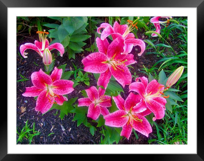 More Stargazer Lilies Framed Mounted Print by Stephanie Moore