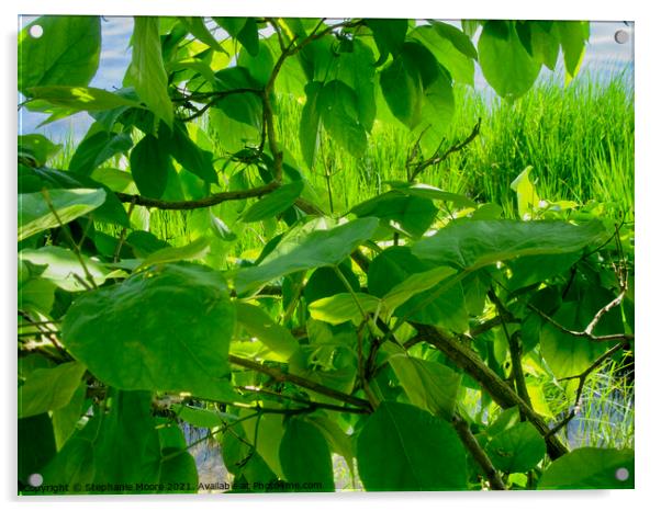 Sunlit Leaves Acrylic by Stephanie Moore