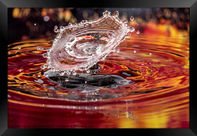 Water Drop Collision as an Inverted Cone Framed Print by Antonio Ribeiro