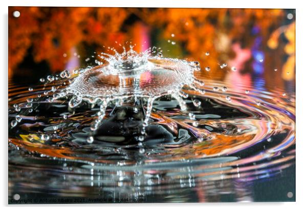 Water Drop Collision  Acrylic by Antonio Ribeiro