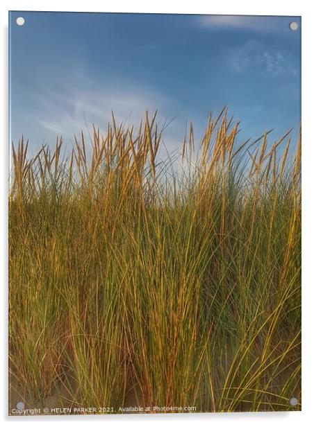 Coastal Grasses Acrylic by HELEN PARKER