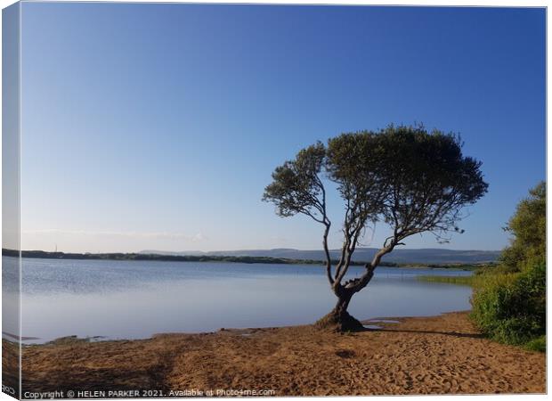 The tree at Kenfig Pool Canvas Print by HELEN PARKER