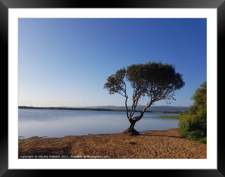 The tree at Kenfig Pool Framed Mounted Print by HELEN PARKER