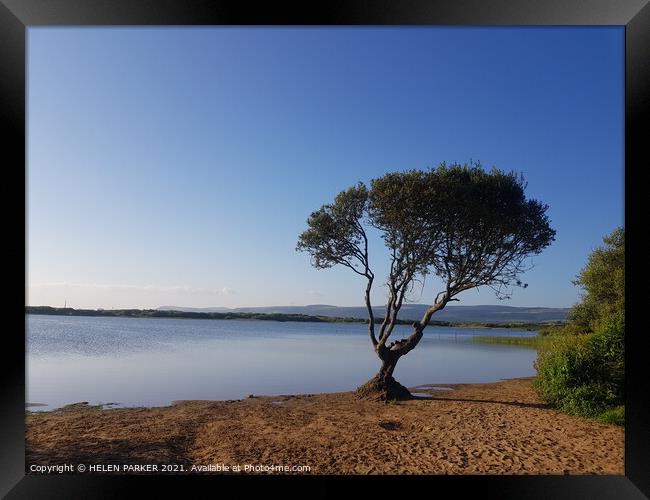 The tree at Kenfig Pool Framed Print by HELEN PARKER