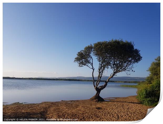 The tree at Kenfig Pool Print by HELEN PARKER