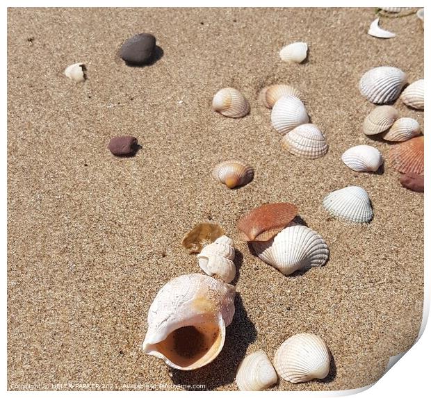 Shells on beach Print by HELEN PARKER