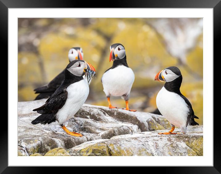Puffins on the ground on Inner Farne Lsland in the Farne Islands, Northumberland, England Framed Mounted Print by Dave Collins