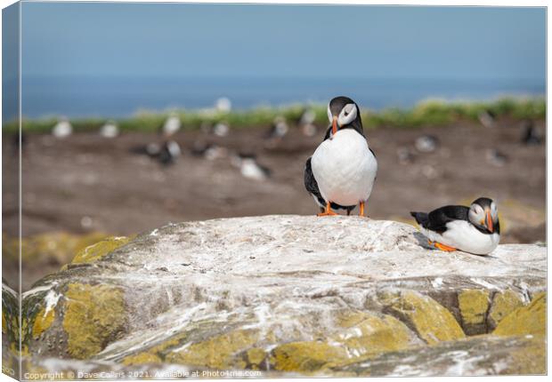 Puffin on the ground on Inner Farne Lsland in the Farne Islands, Northumberland, England Canvas Print by Dave Collins