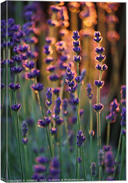 Beautiful Sunset Lavender Plants  Canvas Print by Imladris 