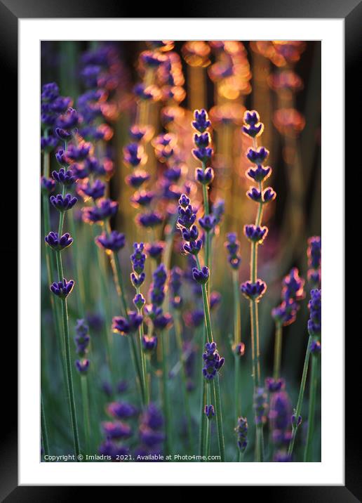 Beautiful Sunset Lavender Plants  Framed Mounted Print by Imladris 