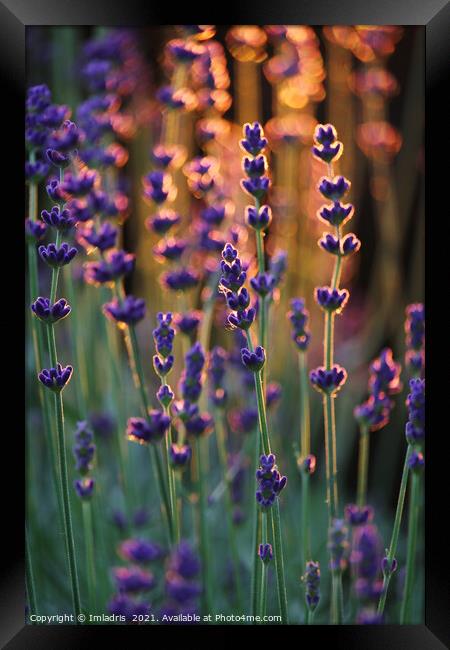 Beautiful Sunset Lavender Plants  Framed Print by Imladris 