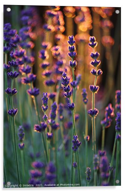 Beautiful Sunset Lavender Plants  Acrylic by Imladris 