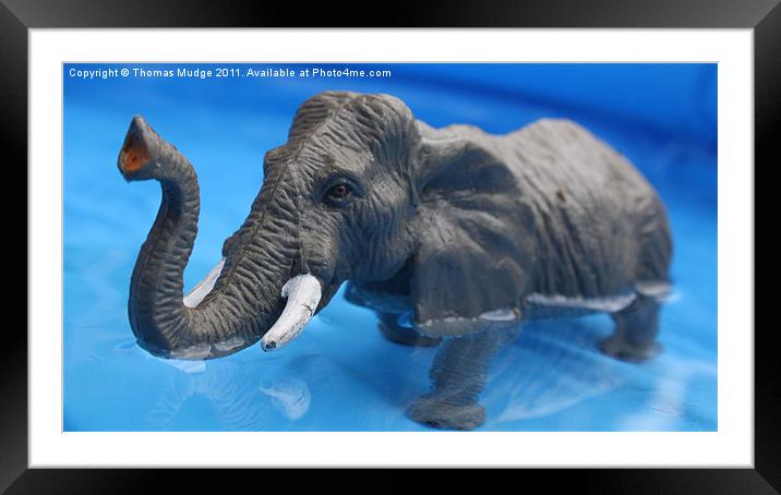 Elephant in Pool Framed Mounted Print by Thomas Mudge