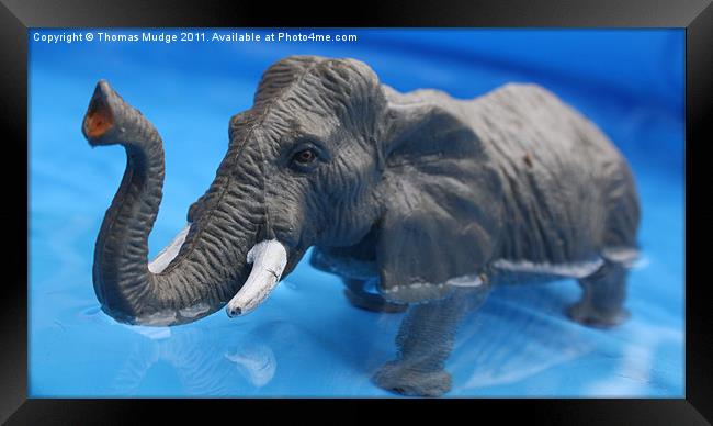 Elephant in Pool Framed Print by Thomas Mudge
