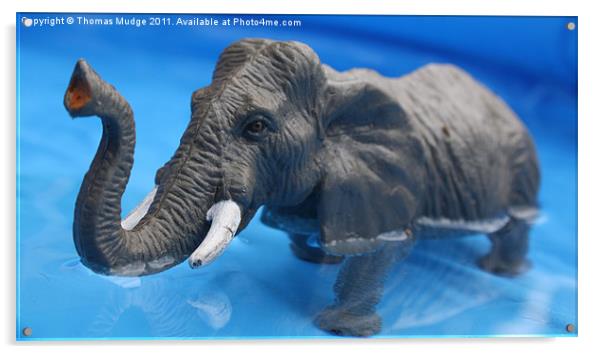 Elephant in Pool Acrylic by Thomas Mudge