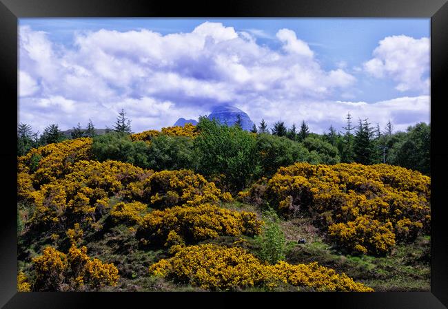 Suilven Through the Gorse Framed Print by Jacqi Elmslie