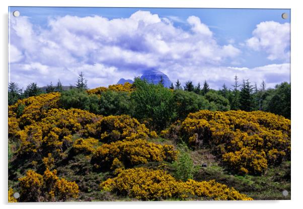 Suilven Through the Gorse Acrylic by Jacqi Elmslie