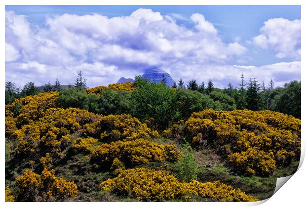 Suilven Through the Gorse Print by Jacqi Elmslie