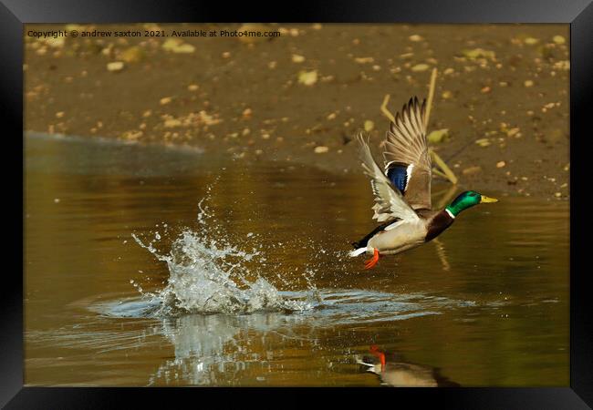 Splash on take off Framed Print by andrew saxton